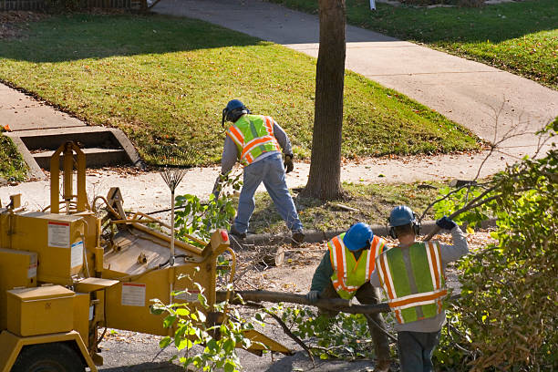 Residential Tree Removal in Carrollwood, FL